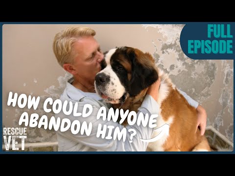 Bernhardiner ausgesetzt, weil er zu groß war! | Tierrettungstierarzt mit Dr. Scott Miller