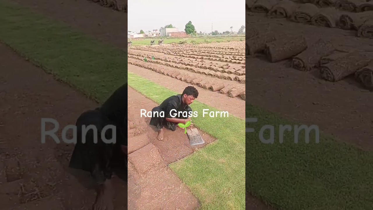 Allhamdillah beautifully korean carpet grass Cropping in my farm call number 03407040911 #greengrass