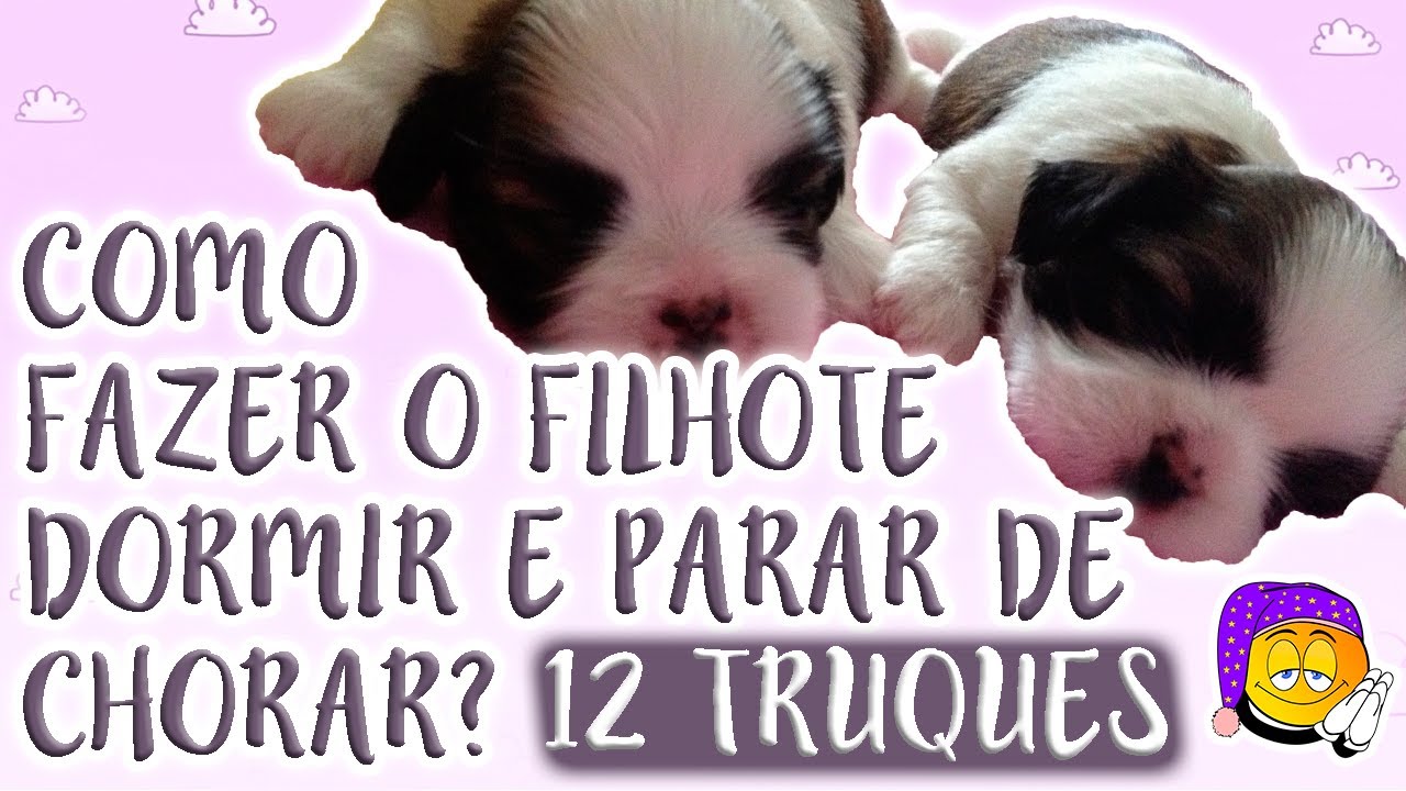 PORQUE O CACHORRO CHORA? PORQUE NÃO DORME À NOITE? QUANTO TEMPO DEVE DORMIR? ★ LÓI CÚRCIO