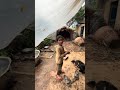 Rainy Day in a Himalayan Village | Preparing Organic Food in a Traditional Mountain Tent #rainyday