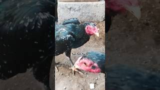 Download lagu AYAM BATINA BRAKOT. PEMANASAN DI SORE HARI.SALAM SATU HOBI SEKALA PETERNAK RUmahan🐓🙏#ayam#aseelmurga mp3