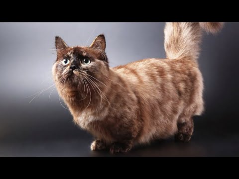 INTERESTING FACTS ABOUT NAPOLEON CAT