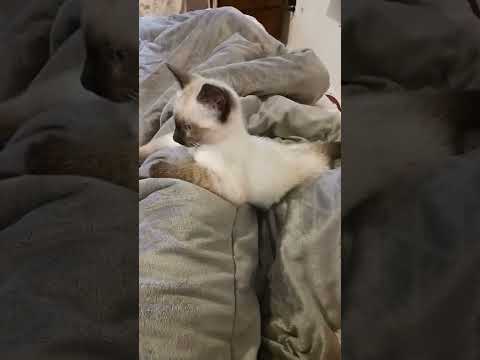 Seal Point Siamese cat meowing or Chocolate Siamese cat? Help Me Determine.