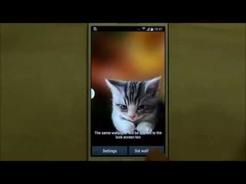 Sleepy Kitten Wallpaper Video