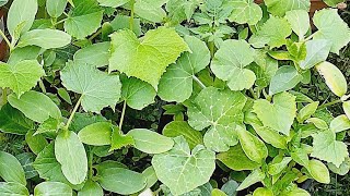 আমার কত কাজ করা লাগবে দেখেন | সবগুলা চারা গাছ  লাগাতে হবে || মাশাআল্লাহ