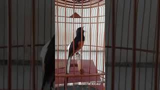 Download lagu MENTAL BAJA mp3