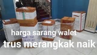 Download lagu Harga sarang walet trus naik..permintaan byak sekali  mp3 Download lagu Harga sarang walet trus naik..permintaan byak sekali  mp3
