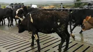 40 high EBI bulling heifers