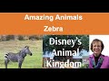 Amazing Animals Of Disney S Animal Kingdom The Zebra