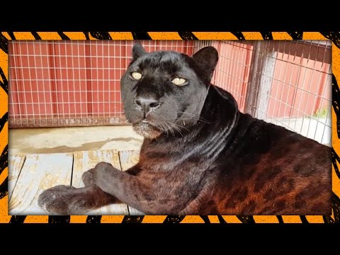 "Healthy White Genes" | WATC 177