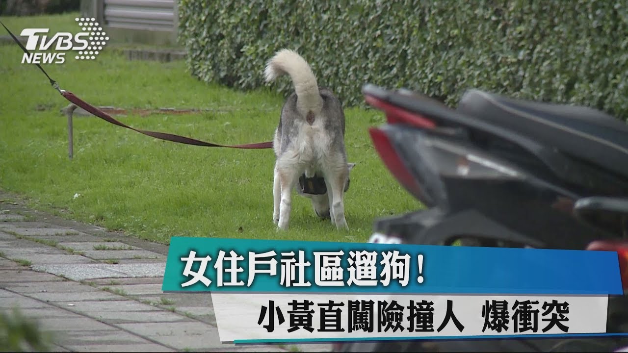 女住戶社區遛狗! 小黃直闖險撞人爆衝突