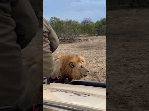 1/2 Machos Plains Camp 🔥👑#lion #wildlife #leão #shortfeed #africa #bigcats