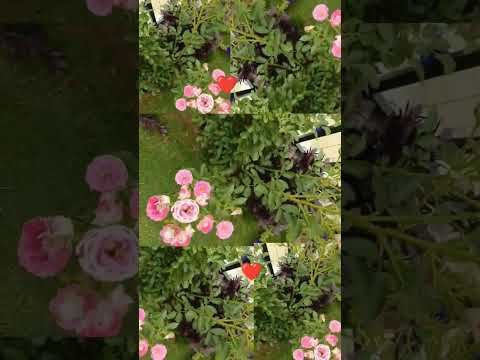 flowers 🥀❤️# artgraphbyzuni