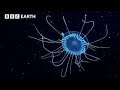 LIVE Exploring Underwater Worlds BBC Earth