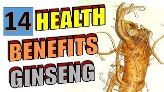 14 Amazing Health Benefits of Ginseng To Blow your Mind