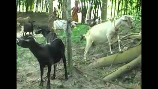 IAPP Bangladesh DLS activities