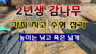 [텃밭농부 1,785]  2년생 감나무. 수형 잡고 주지 선택. #단감재배 #감나무 전정