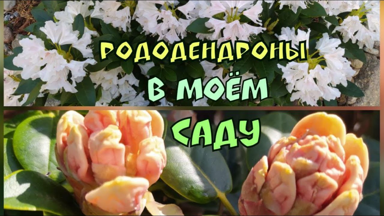 Рододендроны Cunningham's White и Goldbukett.