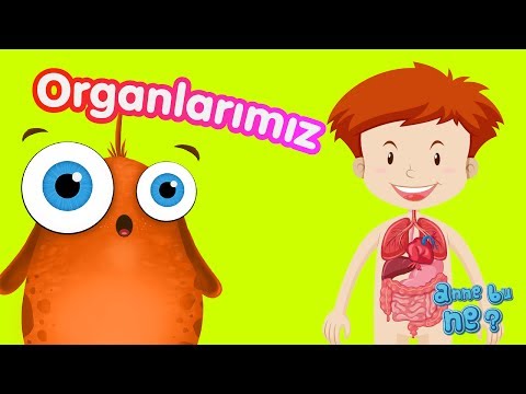 İç Organlarımız | Okul Öncesi Eğitici Animasyon | Anne Bu Ne?