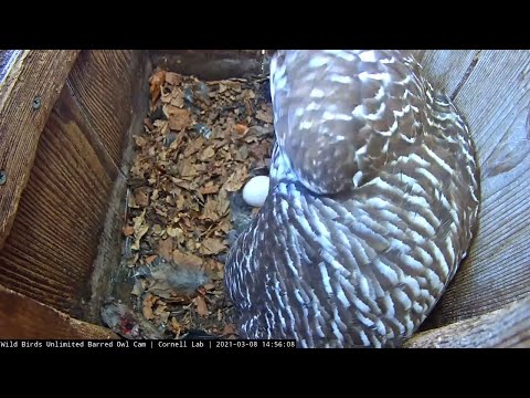 Female Barred Owl Lays An Egg! First Glimpse – March 8, 2021