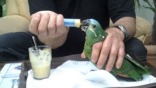 Hand-Feeding Parrots – Methods