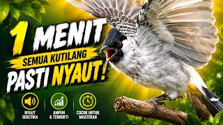 Download lagu Suara Burung Kutilang Gacor Garuda Paling Ampuh Untuk Masteran Dan Pikat mp3