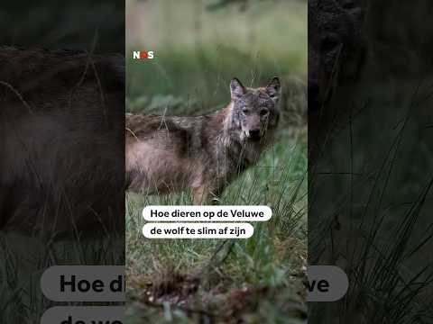 Hoe dieren op de Veluwe de wolf te slim af zijn