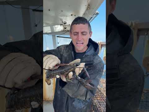 Lobster Barnacle removal ASMR