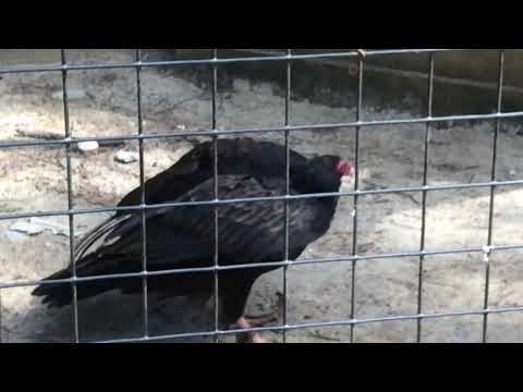 Turkey vulture