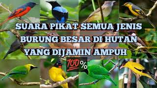 Download lagu suara burung srigunting ribut yang terbukti ampuh buat pikat di hutan mp3