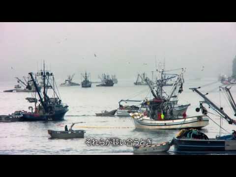 リピデュラ・ロイコフリス