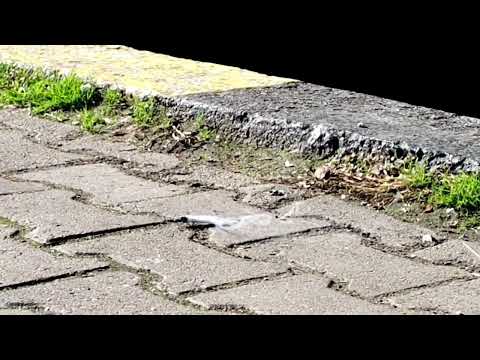 SRCF Constanța - Peroanele Gării CFR nu sunt scrumiere!