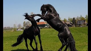 Friesian horse, stallions/colts meet each other in the field 😍🥊