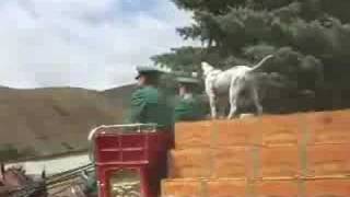preview picture of video 'The Budweiser Clydesdales Party After Wagon Days 2008'