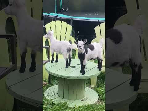 Pygmy pet goats - two female kids - Image 2