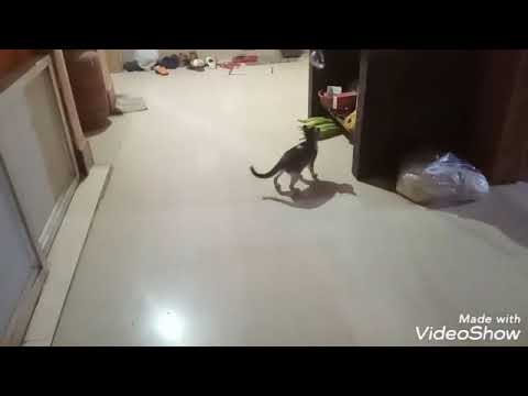 My Cat Playing with rope