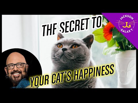 Basecamp THE Secret to Your Cat’s Happiness