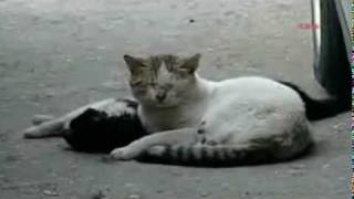 A Sad Cat Trying To Revive its Friend ):