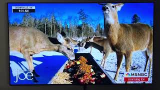 Deer Pantry makes MSNBC!
