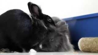 Rikka & Yui being loveydovey 姉妹愛