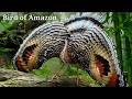 Birds Of The Amazon 15 Rare Species You Won T Find Anywhere Else