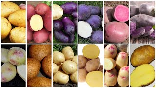 Картофель Каптива: описание, характеристики, посадка и выращивание, отзывы