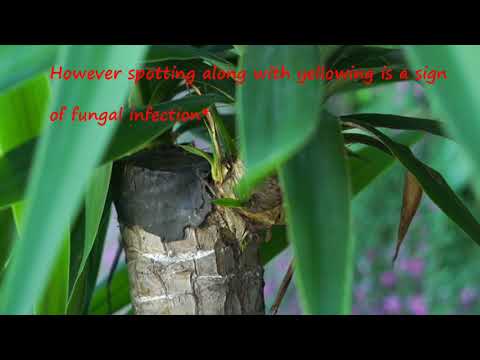 download lagu mp3 mp4 Tropical Yucca, download lagu Tropical Yucca gratis, unduh video klip Tropical Yucca