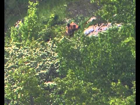 ONDA TG 28.03.2015 - TUTELA DEL PLANTIGRADO   DALLA PARTE DELL'ORSO