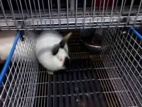 Промышленная кроликоферма