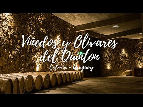 Viñedos y Olivares del Quintón Turístico Colonia Uruguay Imperdible TV Show