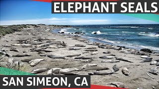 preview picture of video 'Elephant Seal Vista Point - San Simeon, CA'