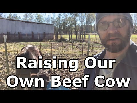 Raising Our Beef Cow "Being self reliant"