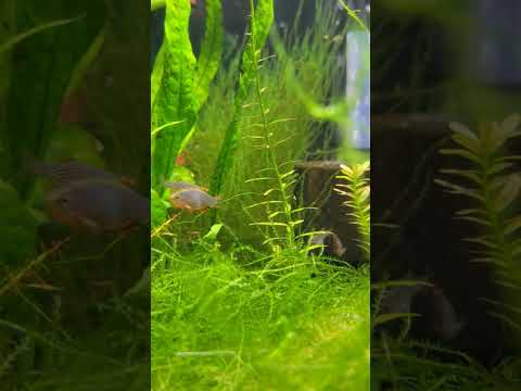 Celestial Pearl Danio Tank #aquariumhobby #aquascape #aquarium