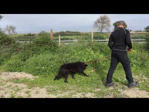 Vídeo de PONY